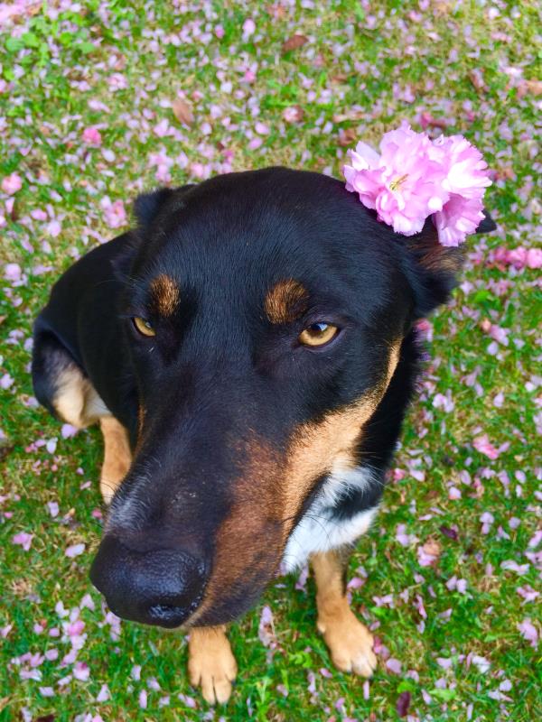/Images/uploads/Humane Society of Utah/HSUCalendar/entries/546thumb.jpg